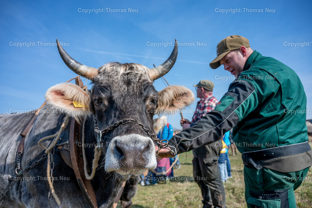 Lauresham_17_DSC_5098 | ble, Lauresham, Saisoneröffnung, Ochse Ben mit Maximilian Bauer, ,, Bild: Thomas Neu