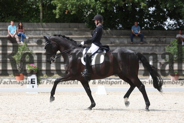 Waiblingen_2023_Prfg.Nr.12_Intermediaire I_Mia Rohm_Nymphenburgs Disco Fox (17) | Alle Fotos der Reiterjournal Fotografin Doris Matthaes im Reiterjournal Online-Fotoshop. - Realisiert mit Pictrs.com