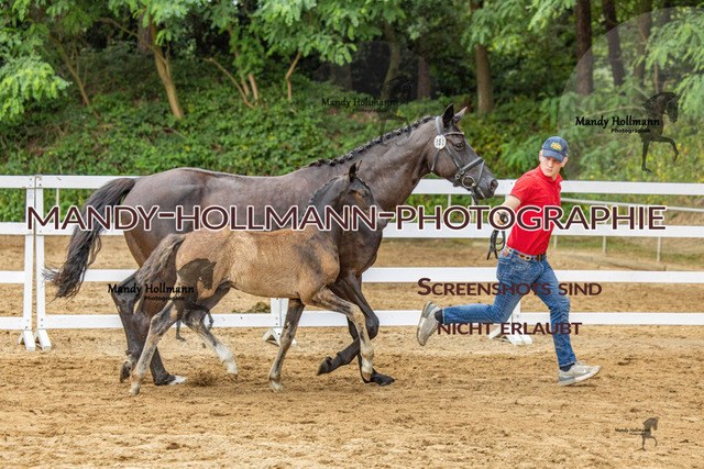 Sage Haast DR-773 | mandyhollmannphotographie