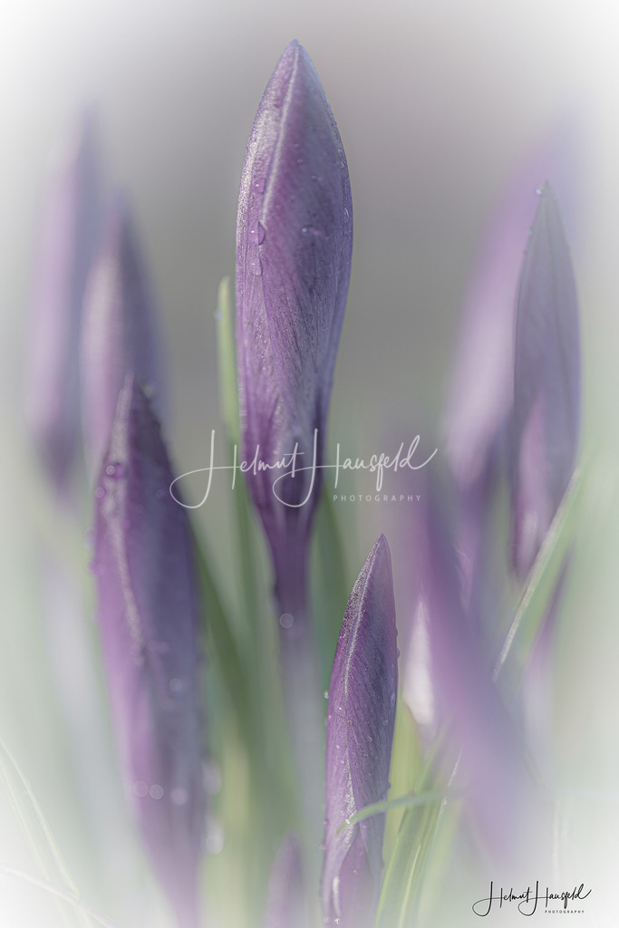 DSC01715 | Landschaftsfotografie, Naturfotografie - Realisiert mit Pictrs.com