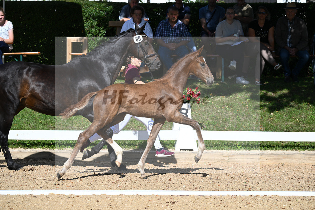 Kat-Nr. 65 HF DSP Va Bene x Don Primero_Straubinger_27230049 | hf-fotografie - Realisiert mit Pictrs.com