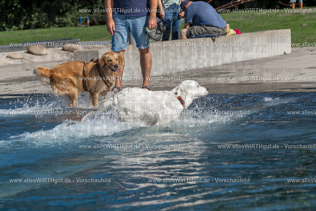 Hundeschwimmen_Volksbad_2026-allesWIRTHgut_Tierfotografie-2609061057-FAY06064 | Professionelle Tierfotografie in Mönchengladbach von Daniel Wirth (allesWIRTHgut). Liebevolle & natürliche Bilder von Hunden & Katzen für unvergessliche Erinnerungen.