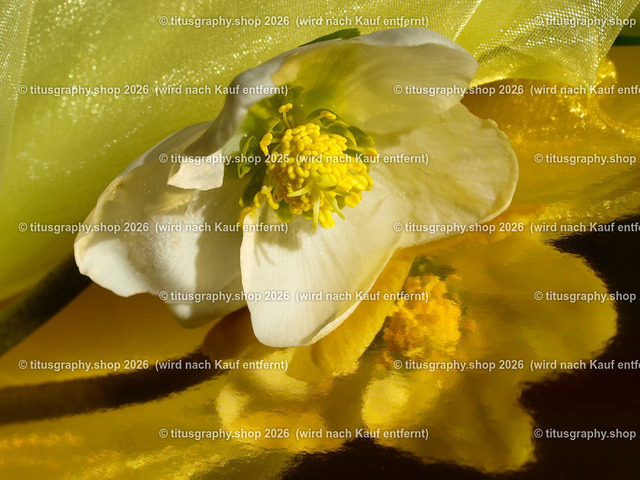 titusgraphy_P2244305-topaz-sharpen-vz-ln | titusgraphy-shop: Geschenkideen mit Qualitätsfotos. titusgraphy-shop: gift ideas with quality photos. titusgraphy-shop: idées cadeaux avec photos de qualité.  - Realisiert mit Pictrs.com