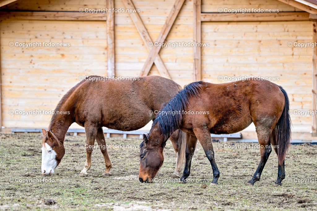 Pferde_ 29.12.2024-22 | 29.12.2024, Rajec, SVK, Themenbild, Pferde, im Bild Pferd, Pferde, Stute, Hengst, Fohlen, Quarter Horse, Ranch, Weide, Hof, Wiese, Stall, Nutztier, Tier