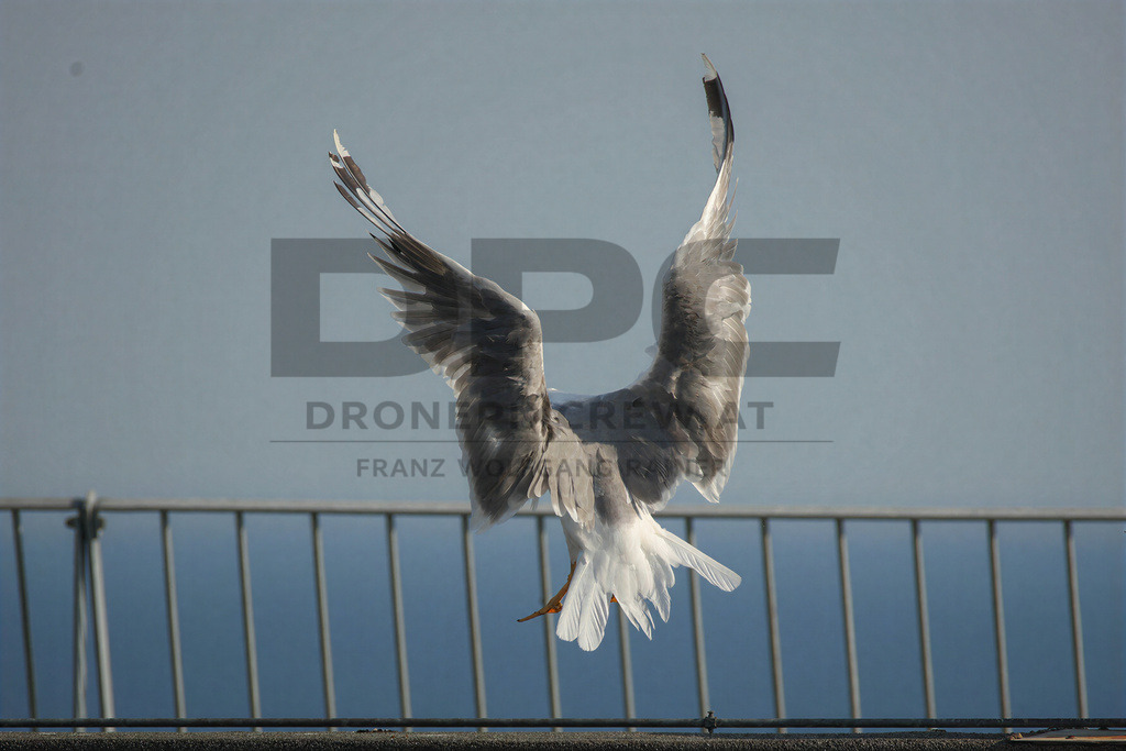 Yellow-legged Gull (Larus michahellis) | Yellow-legged Gull (Larus michahellis), a large gull species commonly found along Mediterranean coasts, rocky shorelines, harbours and coastal areas. - Realisiert mit Pictrs.com