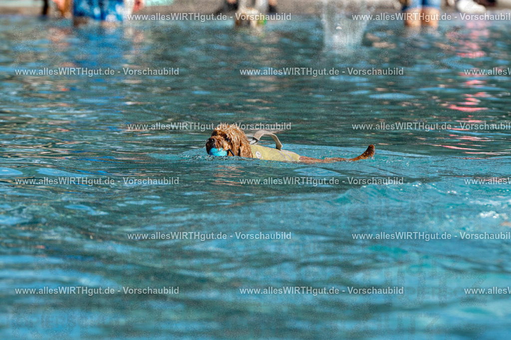 Hundeschwimmen_Volksbad_2026-allesWIRTHgut_Tierfotografie-2609061217-FAY06430 | Professionelle Tierfotografie in Mönchengladbach von Daniel Wirth (allesWIRTHgut). Liebevolle & natürliche Bilder von Hunden & Katzen für unvergessliche Erinnerungen.