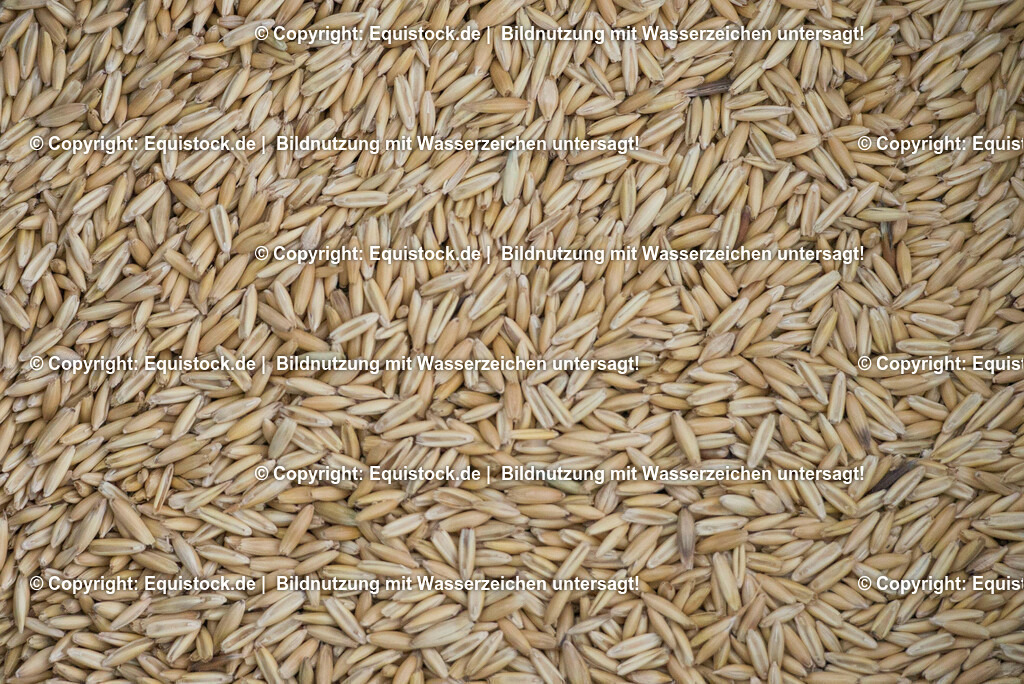 20170118_Hafer_0005 | Foto: Thomas Hartig