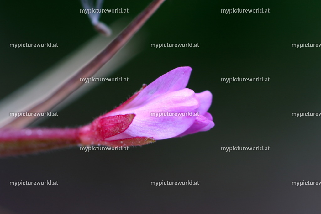 Berg-Weidenröschen-012 | Das Bilderarchiv über Tiere, Planzen und Landschaften. In der Bilddatenbank finden Sie ein große Auswahl an hochwertigen Bilder für Ihre Werbung - Realisiert mit Pictrs.com