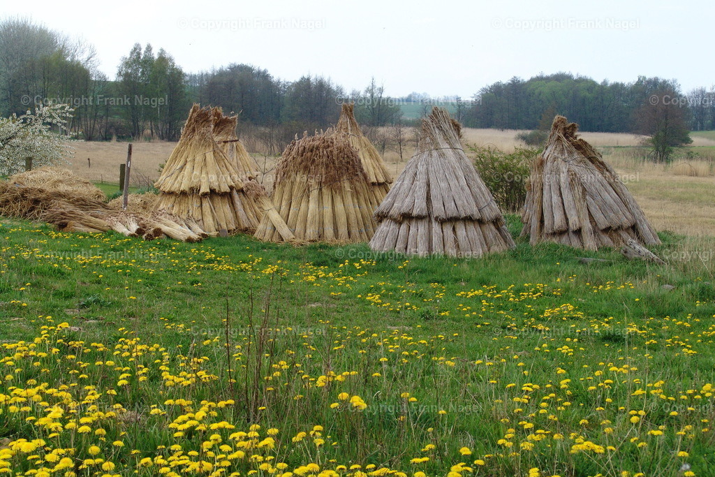 Löwenzahnfeld | Im Volksmund Butterblumen oder auch Löwenzahn genannt, wächst auf vielen Wiesen und unbestellten Feldern.  - Realisiert mit Pictrs.com