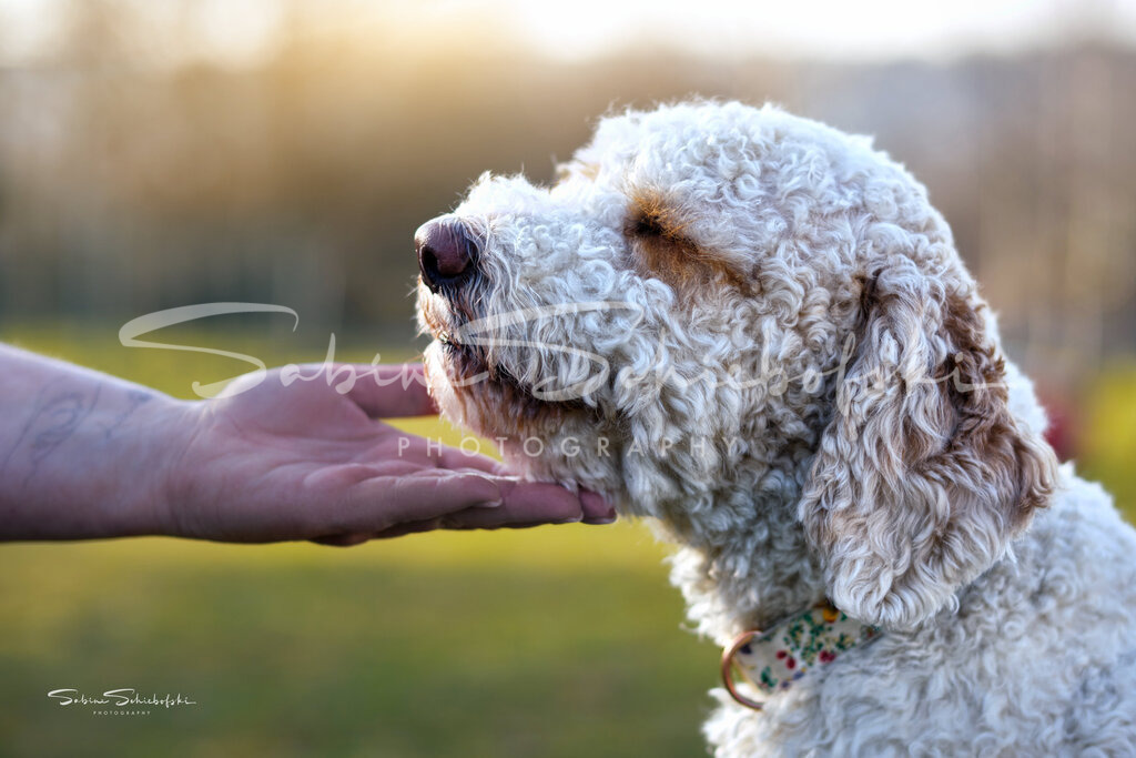 "Emil" - Goldendoodle | Ein Goldendoodle mit geschlossenen augen legt vertrauensvoll den Kopf in die hand seiner besitzerin - Realisiert mit Pictrs.com