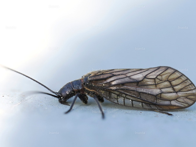 Gemeine Schlammfliege (Sialis lutaria) | Die Gemeine Schlammfliege (Sialis lutaria), auch Gemeine Wasserflorfliege genannt, ist eine 20–25 mm große, dunkel gefärbte Schlammfliege mit netzartigen Flügeln. Sie gehört zur Ordnung der Großflügler und ist in der Nähe von Gewässern zu finden. –  – The Common Alderfly (Sialis lutaria) is a 20–25 mm dark-colored alderfly with net-like wings. It belongs to the order Megaloptera and is commonly found near water bodies. - Realisiert mit Pictrs.com
