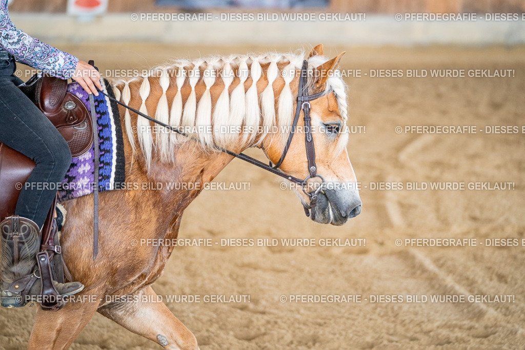 DSC02535 | Pferdegrafie