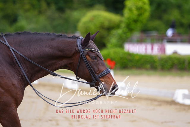 DKP47650 | Turniersportfotografie; Pferdefotografie; Dressurfotografie