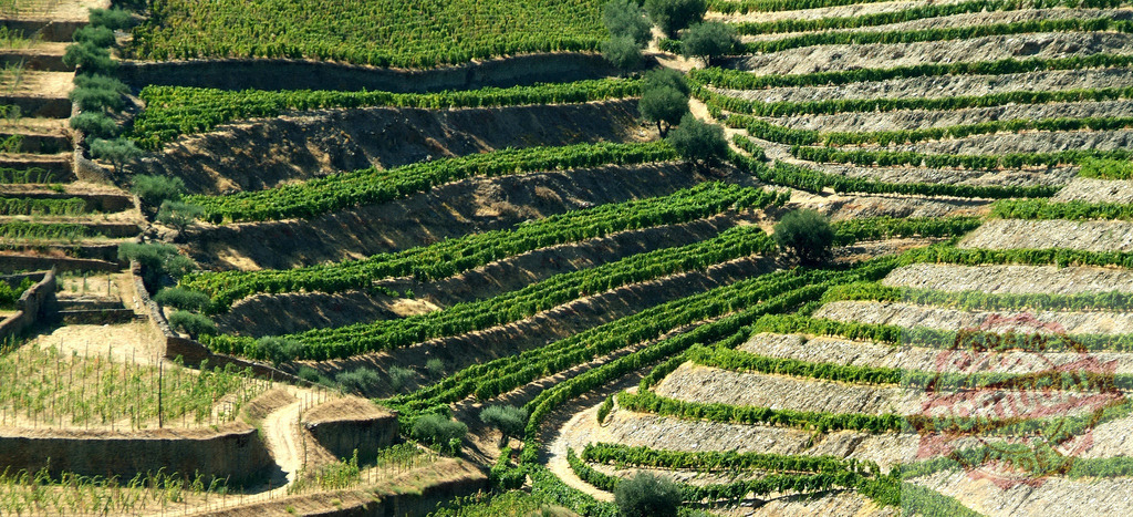 Douro Valley terraced vineyards cultivating wine grapes | Terraced vineyards on steep hillsides creating a unique agricultural landscape in Douro Valley, Portugal - Realisiert mit Pictrs.com