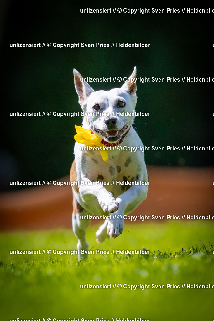 Sven Pries | 2025-08-10 - Hunderennen Durlach - Realisiert mit Pictrs.com