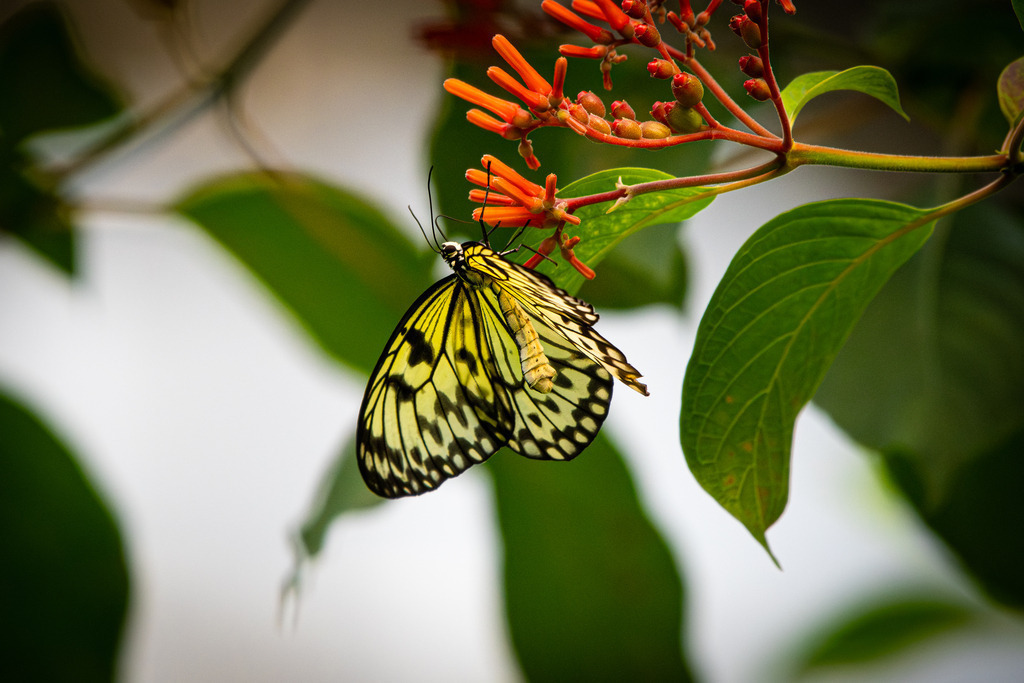 HFG_4948-Verbessert-RR | Holzisphotography, Landschaftsfotografie, Wildlifefotogorafie - Realisiert mit Pictrs.com