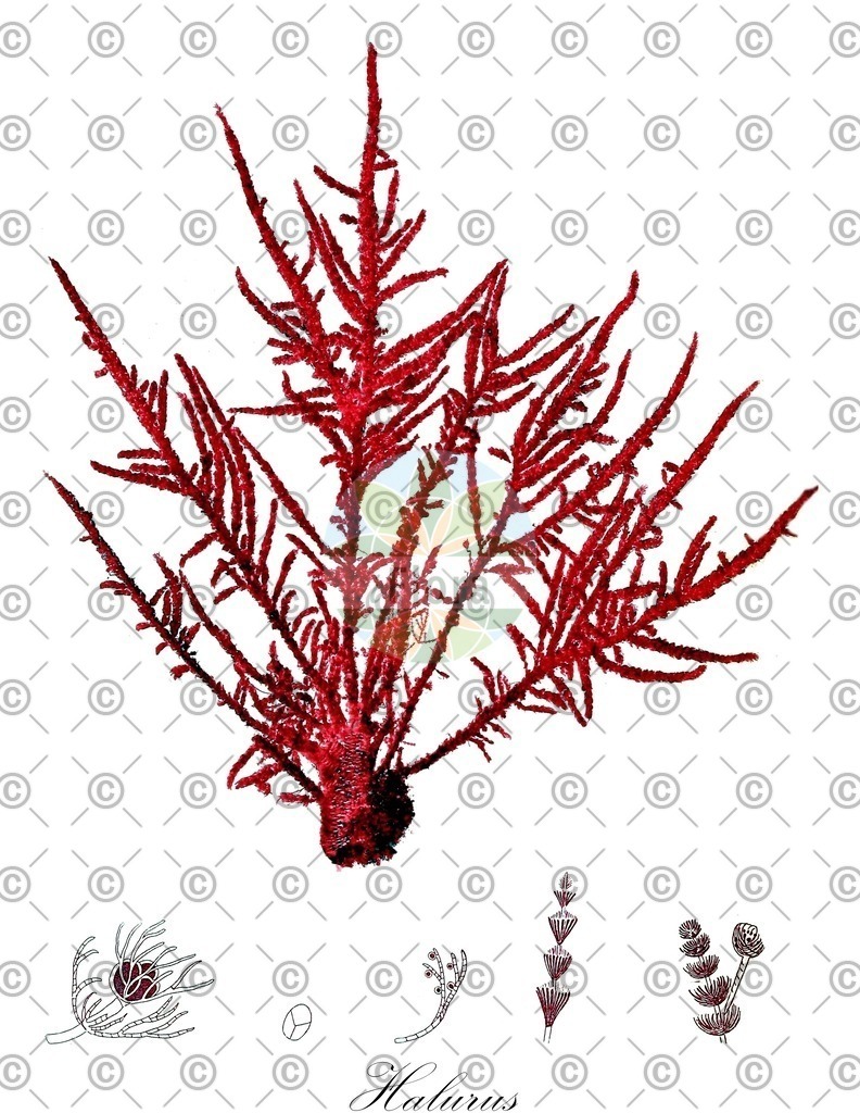 HistAbb_4T33_2_ENZY_Simple | Historische Abbildung von Halurus - Wrangeliaceae (0) | Historical Illustration of Halurus - Wrangeliaceae (0)