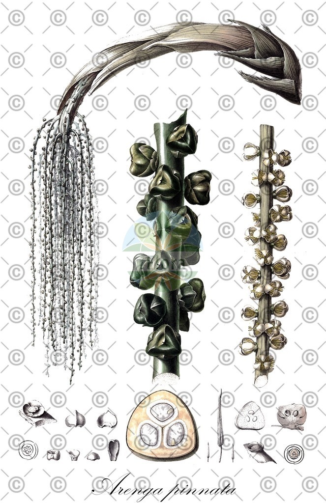 HistAbb_wfo-0000263731_2_ENZY_Simple | Historische Abbildung von Arenga pinnata - Arecaceae (Molukken-Zuckerpalme) | Historical Illustration of Arenga pinnata - Arecaceae