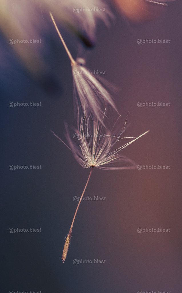 Abflugbereit | Ein Schirmchen einer Pusteblume kurz vorm Wegwehen. - Realisiert mit Pictrs.com