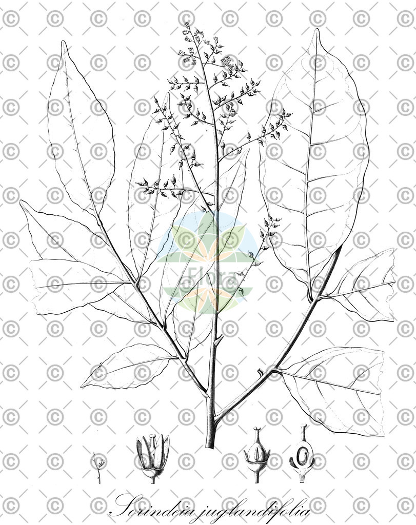 HistAbb_wfo-0000505962_1_ENZY_Simple | Historische Abbildung von Sorindeia juglandifolia - Anacardiaceae | Historical Illustration of Sorindeia juglandifolia - Anacardiaceae