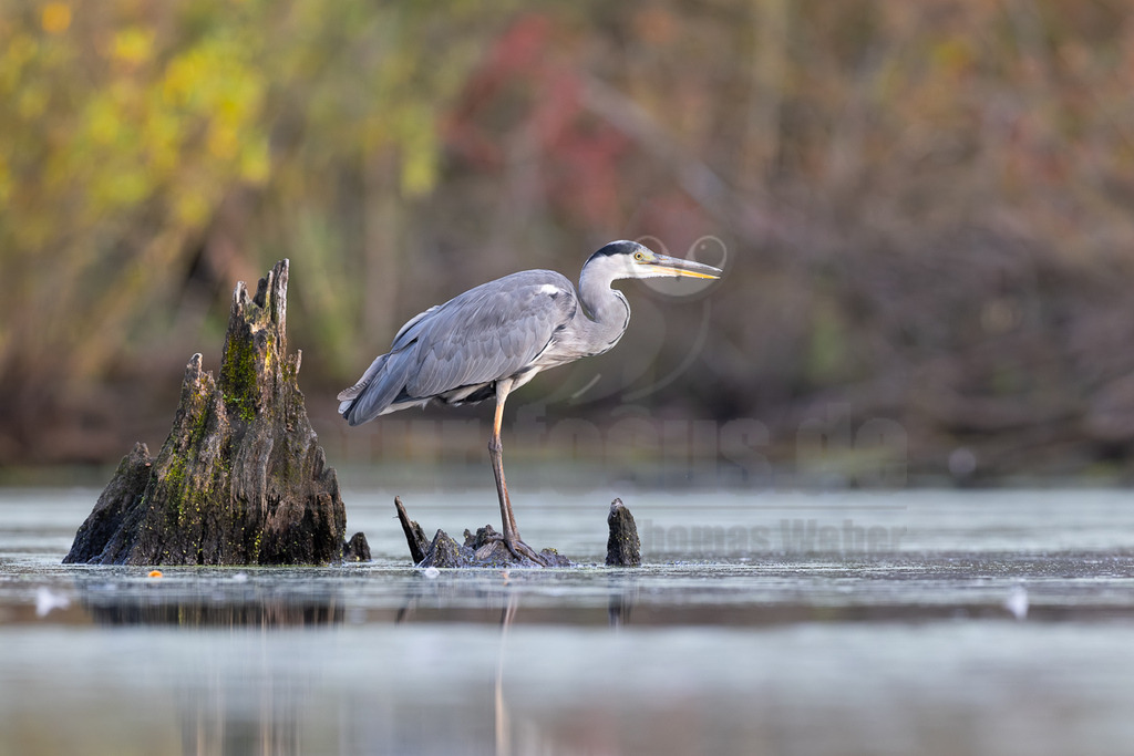 _5NF5122_20250813 | Ein Graureiher (Ardea cinerea) steht auf einem moosbewachsenen Baumstumpf, der aus dem ruhigen Wasser eines Gewässers ragt. Der Vogel blickt aufmerksam nach rechts, sein graues Gefieder hebt sich vom leicht verschwommenen Hintergrund ab, der herbstliche Farben wie Gelb und Rotbraun zeigt. Das Wasser spiegelt den Himmel und die Umgebung wider. - Realisiert mit Pictrs.com