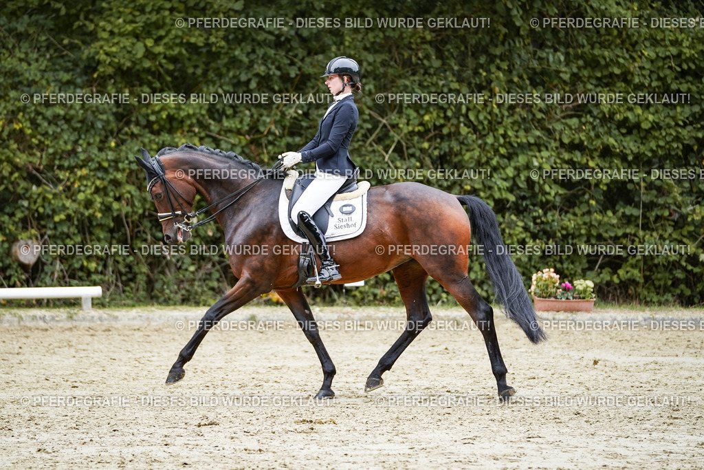 DSC01901 | Pferdegrafie