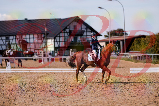 2026_10_03_Siefer-Hof_133156_Z81_87460887 | Professionelle Reitsport-, Turnier- und Eventfotografie von Robert Broda. Galerien mit ausgewählten und bearbeiteten Bildern direkt online ansehen und bestellen.