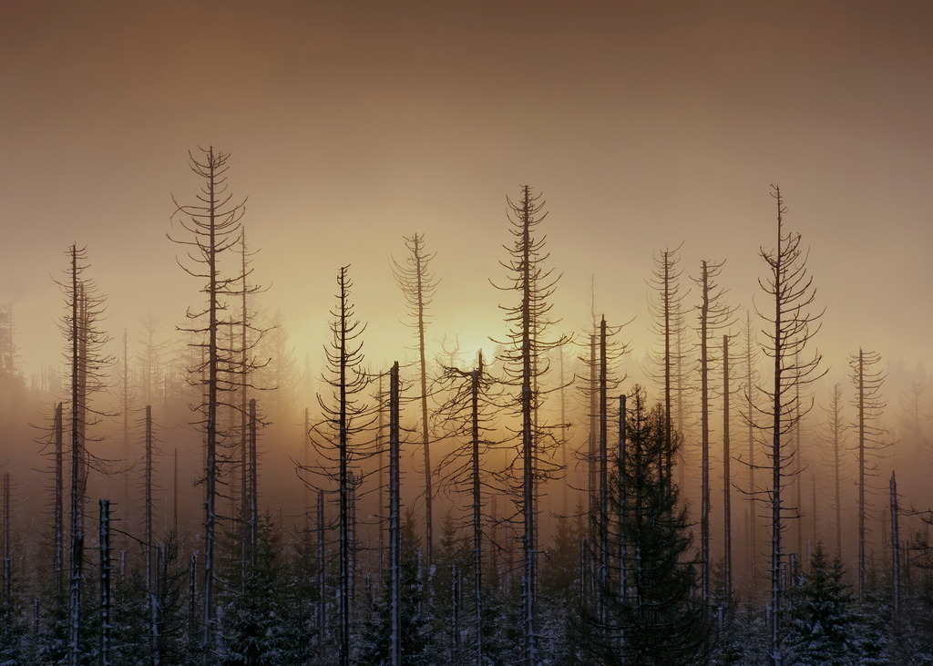Kahle Fichten im Nebel | Bevor die Wintersonne den letzten Nebel durchbricht - Realisiert mit Pictrs.com