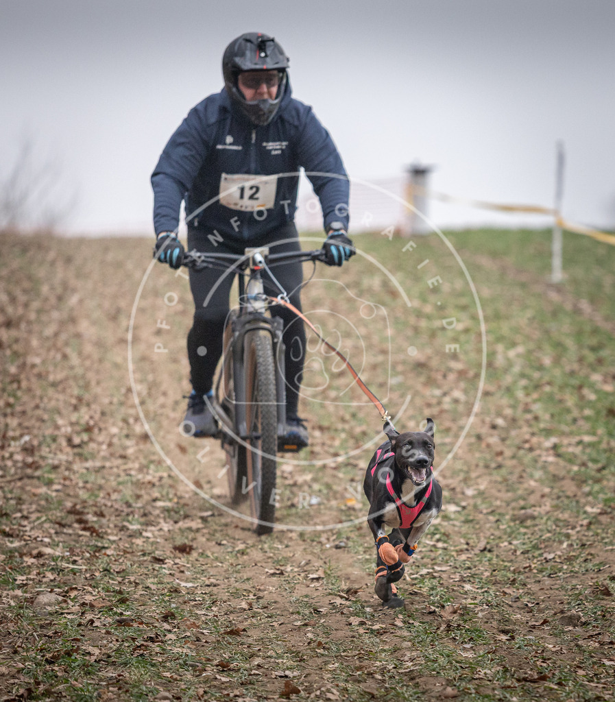Pfotenfotografie_DV3A1318 | Hundefotografie, Tierfotograf, Pfotenfotografie, Fotoshooting Hund, Hunde Portrait, Hundesport, Hundeportraits, Heideshooting, Hunde, Sportfotograf, Hundefotograf, Turnierhundsport, THS,  - Realisiert mit Pictrs.com