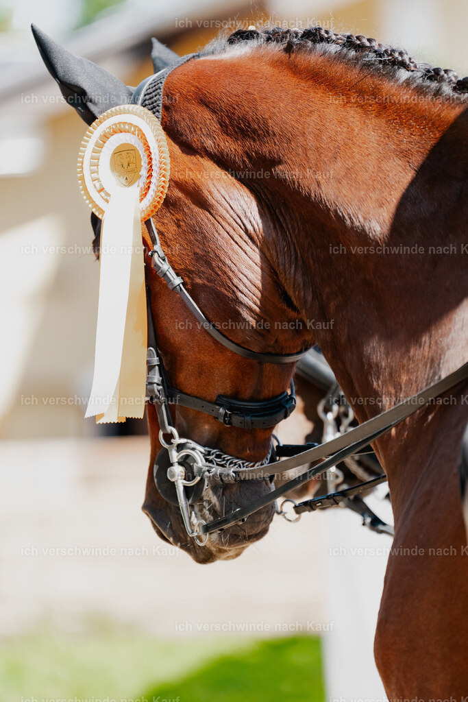 Nadine22_FHC2025-102 | working equitationturnier fotograf videograf stoibphotography marixx film working equitation deutschland reitsport turnierfotografie eventfotografie equestrian events