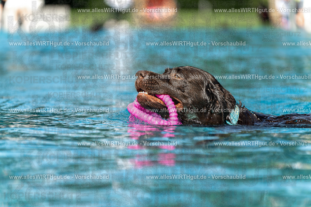 Hundeschwimmen_Volksbad_2026-allesWIRTHgut_Tierfotografie-2609061156-110606-7R509968 | Professionelle Tierfotografie in Mönchengladbach von Daniel Wirth (allesWIRTHgut). Liebevolle & natürliche Bilder von Hunden & Katzen für unvergessliche Erinnerungen.