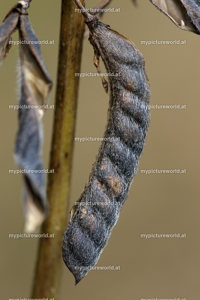 Vielblättrige Lupine-007 | Das Bilderarchiv über Tiere, Planzen und Landschaften. In der Bilddatenbank finden Sie ein große Auswahl an hochwertigen Bilder für Ihre Werbung - Realized with Pictrs.com