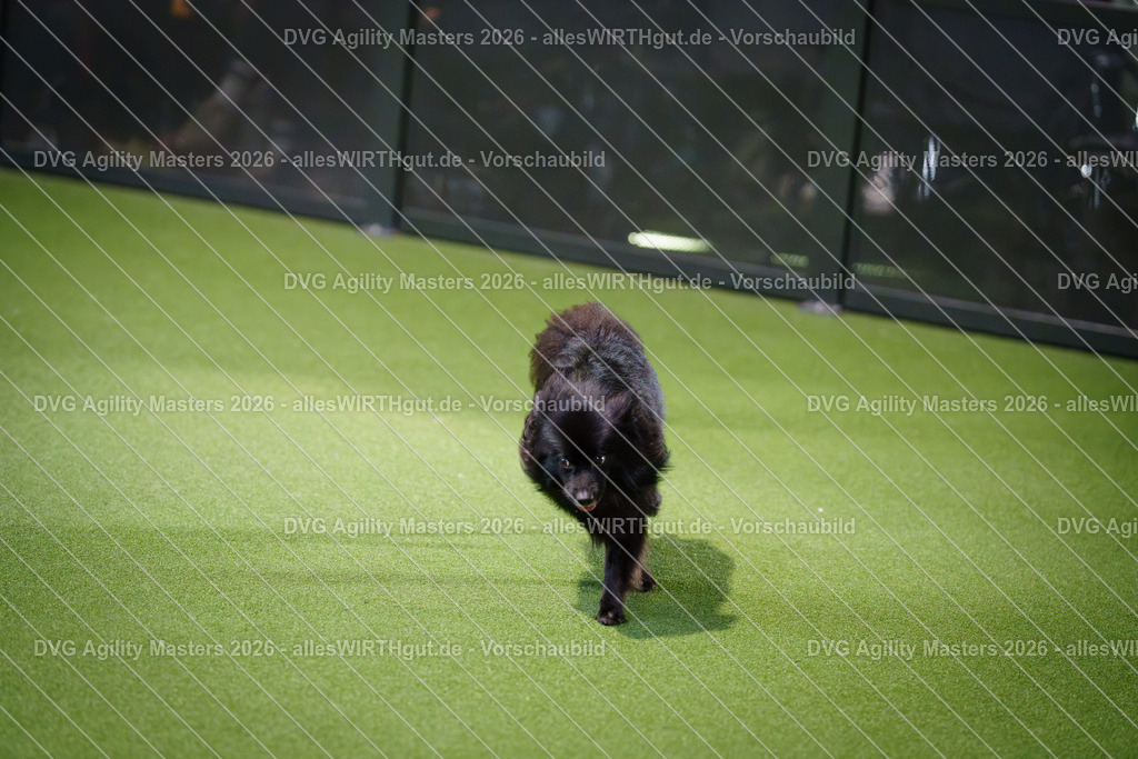 allesWIRTHgut_Tierfotografie-DVG_Agility_Masters_2026-08_33-7R500769 | Professionelle Tierfotografie in Mönchengladbach von Daniel Wirth (allesWIRTHgut). Liebevolle & natürliche Bilder von Hunden & Katzen für unvergessliche Erinnerungen.