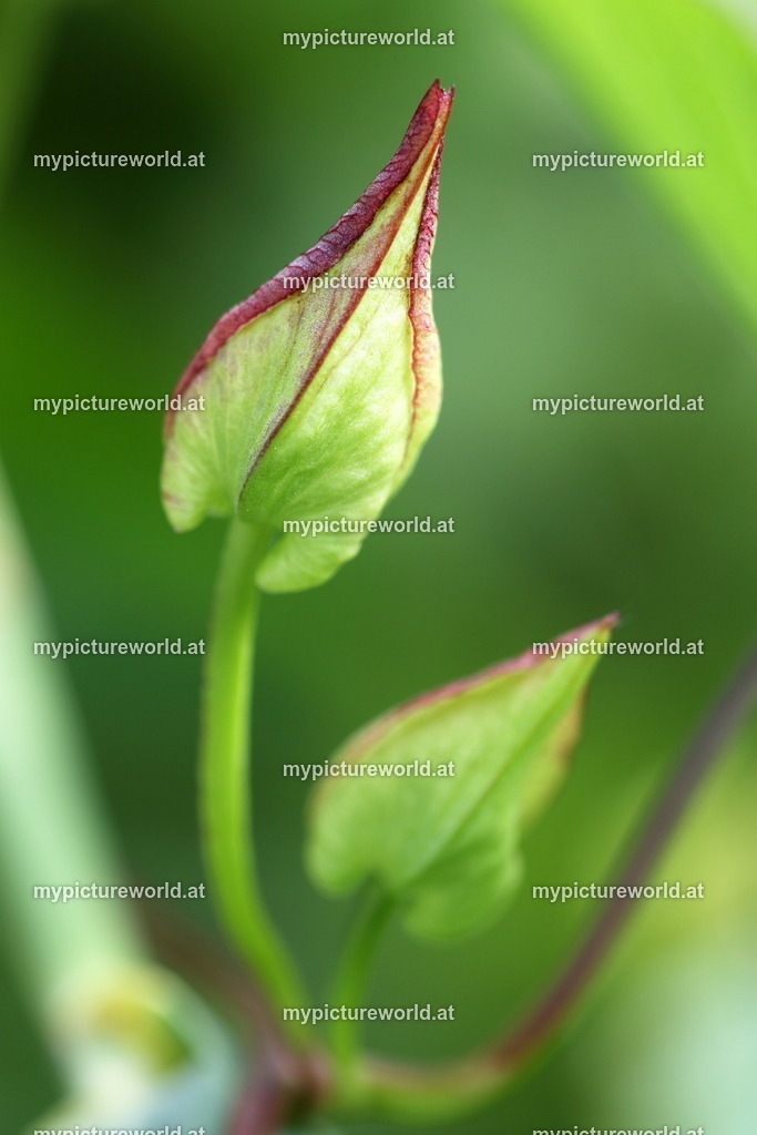 Echte Zaunwinde-003 | Das Bilderarchiv über Tiere, Planzen und Landschaften. In der Bilddatenbank finden Sie ein große Auswahl an hochwertigen Bilder für Ihre Werbung - Realisiert mit Pictrs.com