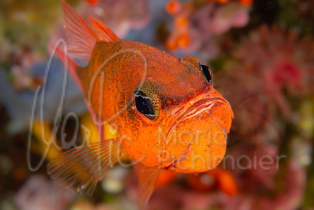 Apogon imberbis | DE: MeerbarbenkönigEN: Cardinal fishES: Salmonete realFR: Poisson-cardinal - Realisiert mit Pictrs.com
