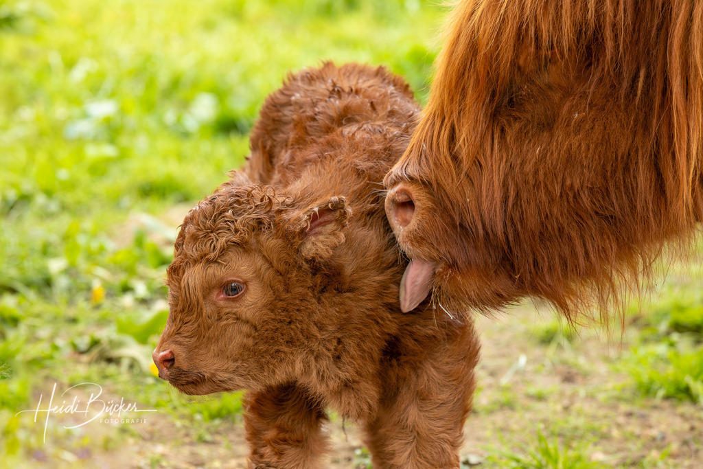 Schottisches Hochlandrind mit Kälbchen | Schottisches Hochlandrind mit Kälbchen - Realisiert mit Pictrs.com