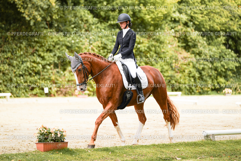 DSC01786 | Pferdegrafie