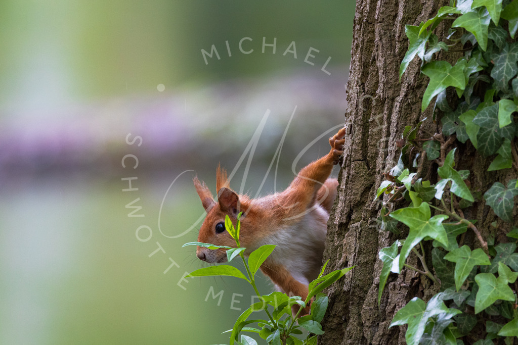 2021-05-12 Monrepos Tiere R5 u Tele-19 | Eichhörnchen - Realisiert mit Pictrs.com