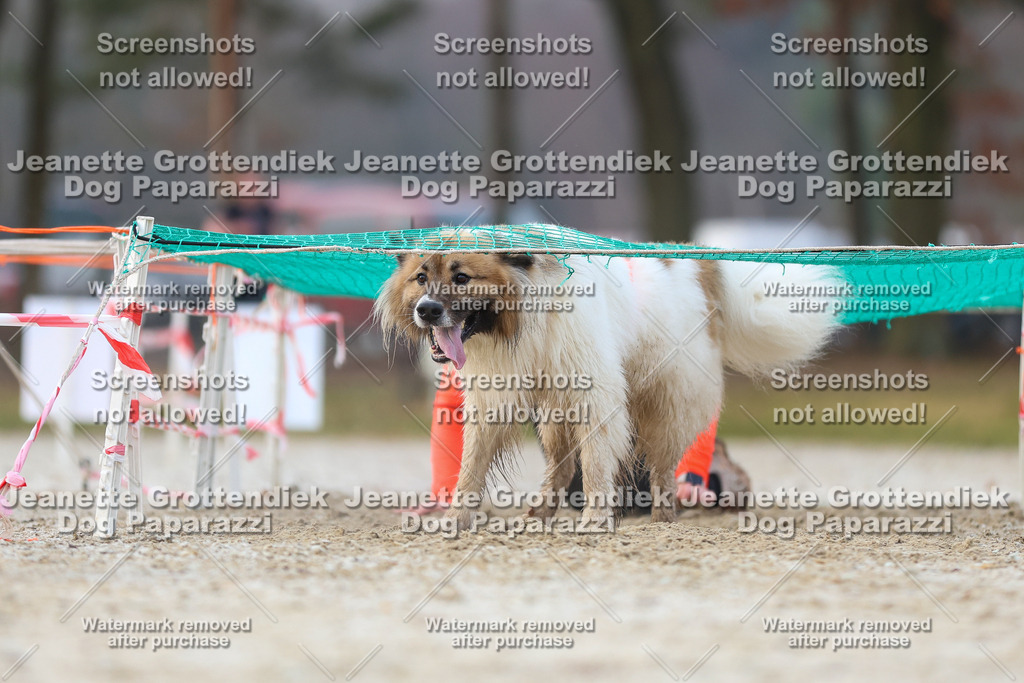 Dog Paparazzi - Strongdog North Mrz26-3687 | Dog Paparazzi Jeanette Grottendiek Fotografie & Videografie - Realisiert mit Pictrs.com