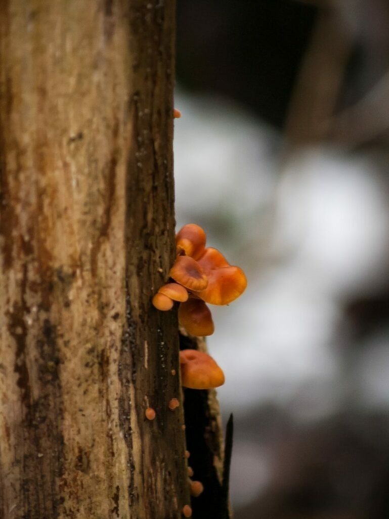 PSX_20221215_224237 | mtkfoto_ - Realisiert mit Pictrs.com