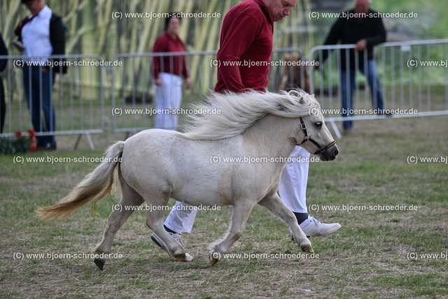 27_Lena vom Schaeferberg von Odin - Ge v.d. Schootsedijk_773_9006 | Björn Schroeder Pferdefotografie