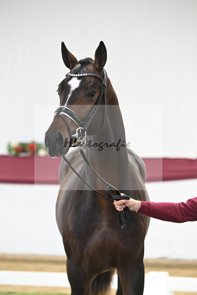 Kat-Nr. 13 Escaneno x De Niro-Christoph Wahler_47250199 | hf-fotografie - Realisiert mit Pictrs.com