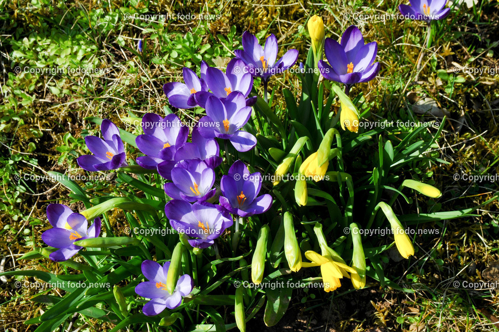 Fruehling_ Blumen_ Fruelingsboten_ 09.03.2025-4 | 09.03.2025, Linz, AUT, Fruehling, Blumen, Fruehlingsboten, im Bild Frühling, Blumen, Frühlingsboten, Fruehling, Fruelingsboten, Krokus, Krokusse, Narzissen, bluehen, warm, Sonne, Waldrand, Wiese, blau, lila, Vorfrühling