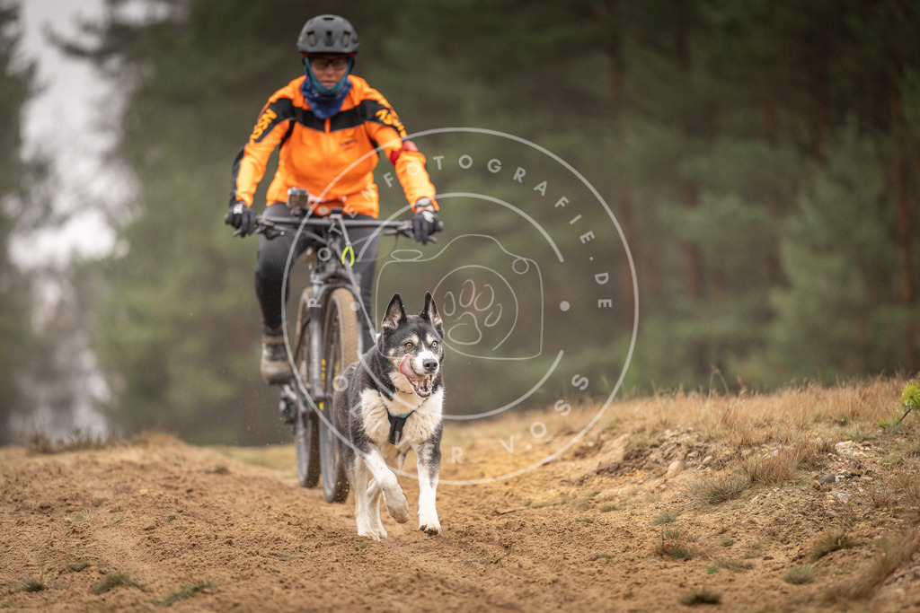Pfotenfotografie_DV3A3746 | Hundefotografie, Tierfotograf, Pfotenfotografie, Fotoshooting Hund, Hunde Portrait, Hundesport, Hundeportraits, Heideshooting, Hunde, Sportfotograf, Hundefotograf, Turnierhundsport, THS,  - Realisiert mit Pictrs.com