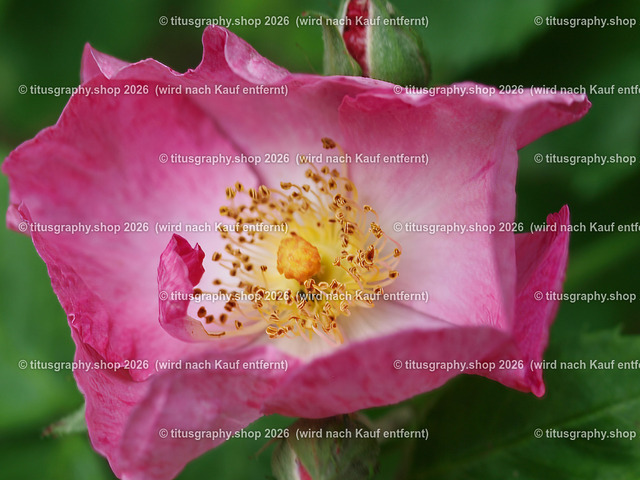 P6080269-titusgraphy-vz | Fotokunstarbeit aus der INSTAGRAM-Gallerie auf titusgraphy.eu - Realisiert mit Pictrs.com