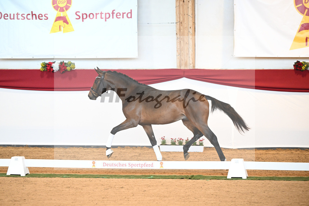 Kat-Nr. 6 Bon Joker x Fuerst Fohlenhof_Koch_43230149 | hf-fotografie - Realisiert mit Pictrs.com