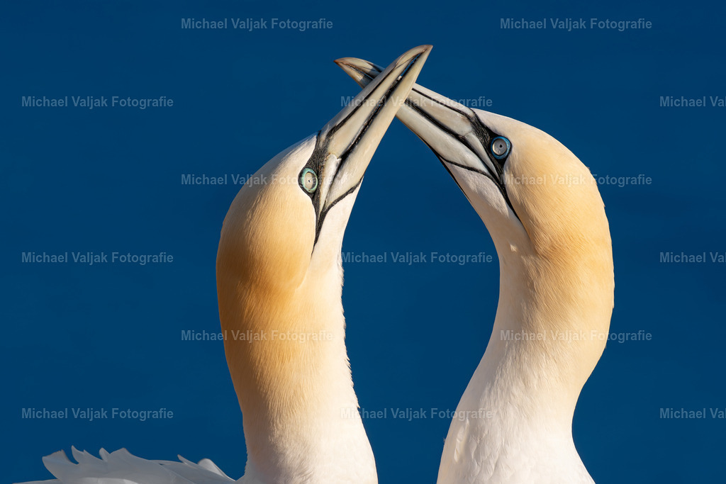  Basstölpel auf Helgoland | Ein Basstölpel Pärchen begrüßt sich mit den Schnäbeln auf Helgoland. Die Abendsonne taucht die beiden Vögel in ein schönes warmes Licht. Zahlreiche Basstölpel und andere Vogelarten brüten jedes Frühjahr auf der Nordseeinsel und machen die Insel somit zu einem Eldorado für Vogelbeobachter und Naturfotografen. - Realisiert mit Pictrs.com