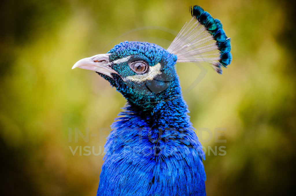 _DSC1982 | in-picture - Realisiert mit Pictrs.com