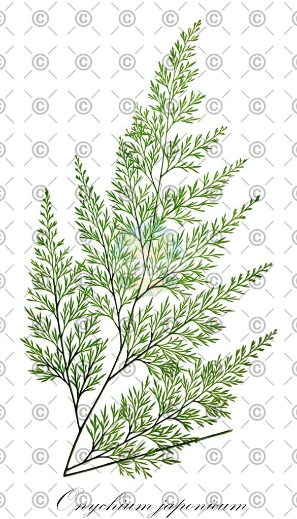 HistAbb_wfo-0000018386_1_ENZY_Simple | Historische Abbildung von Onychium japonicum - Pteridaceae | Historical Illustration of Onychium japonicum - Pteridaceae