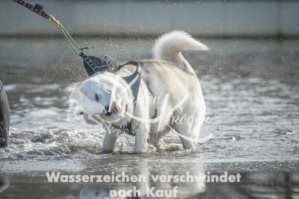 1054_ZZ90529 | kk-dogfotos